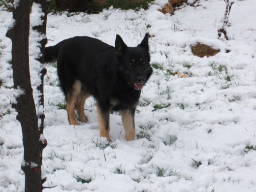 Senda correteando por la nieve